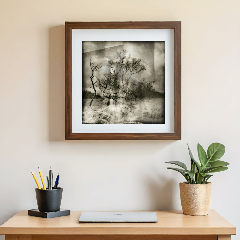 Bellever Woods | Dartmoor | Limited Edition Fine Art Landscape Photography Print
