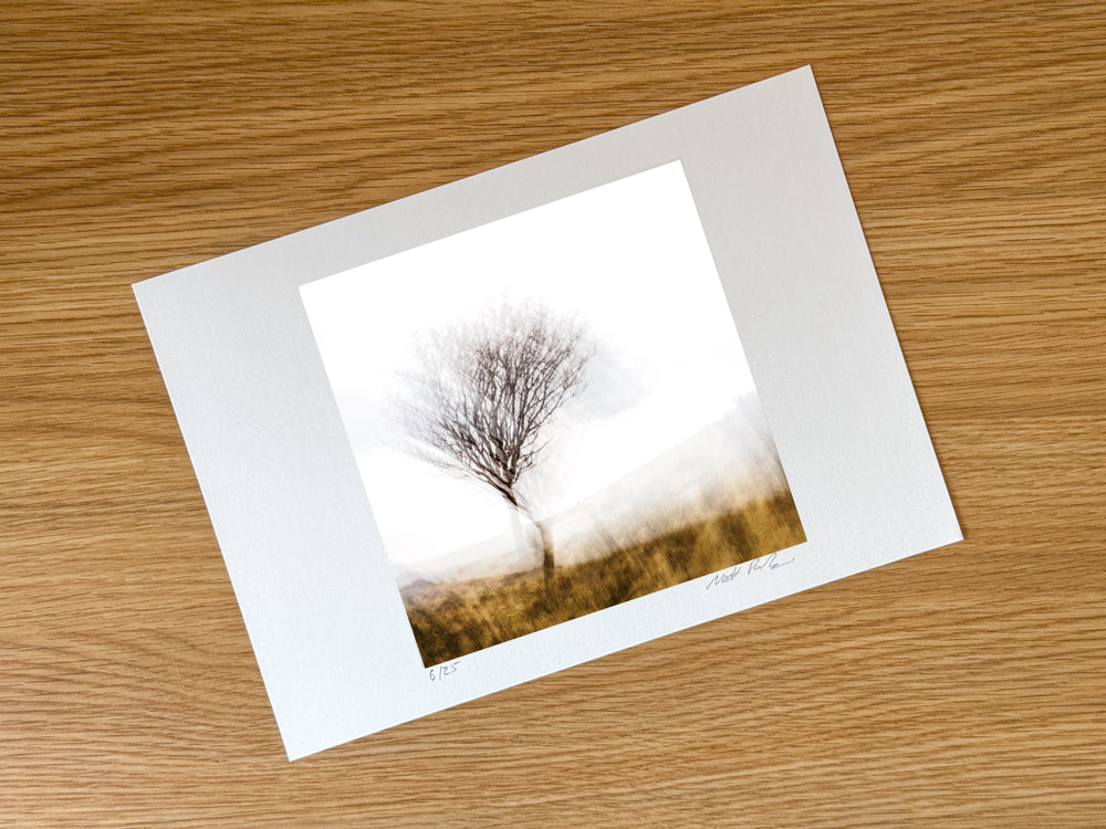 Lone Tree | Woodland | Limited Edition Fine Art Landscape Photography Print