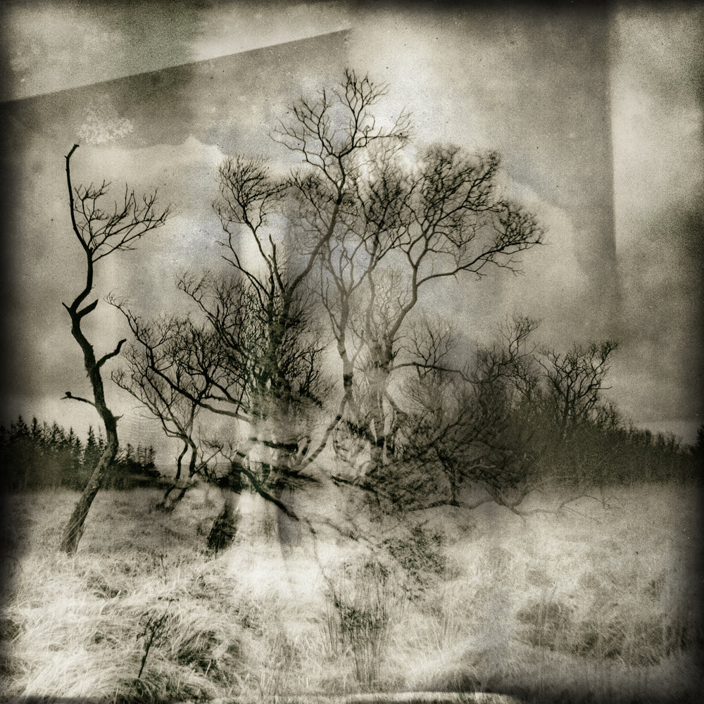 Bellever Woods | Dartmoor | Limited Edition Fine Art Landscape Photography Print