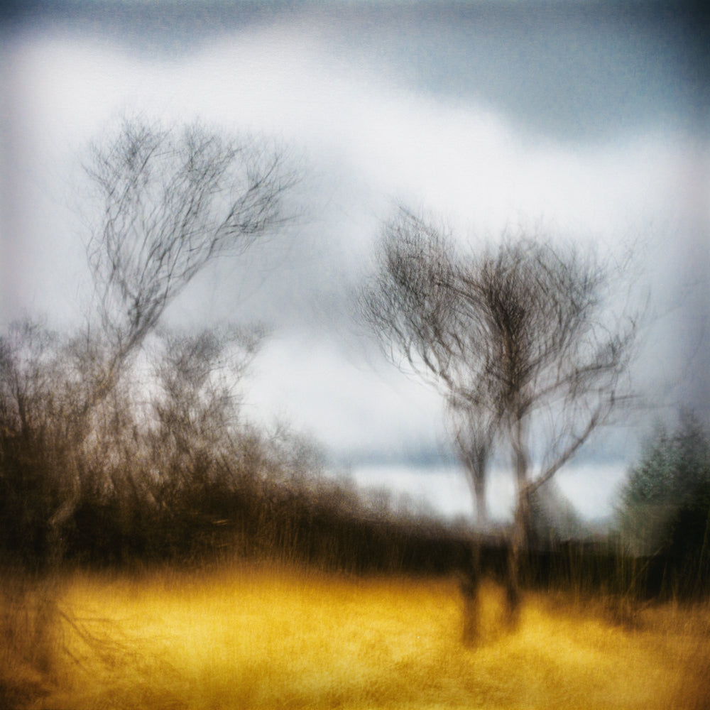 Winter's Grace | Woodland | Limited Edition Fine Art Landscape Photography Print