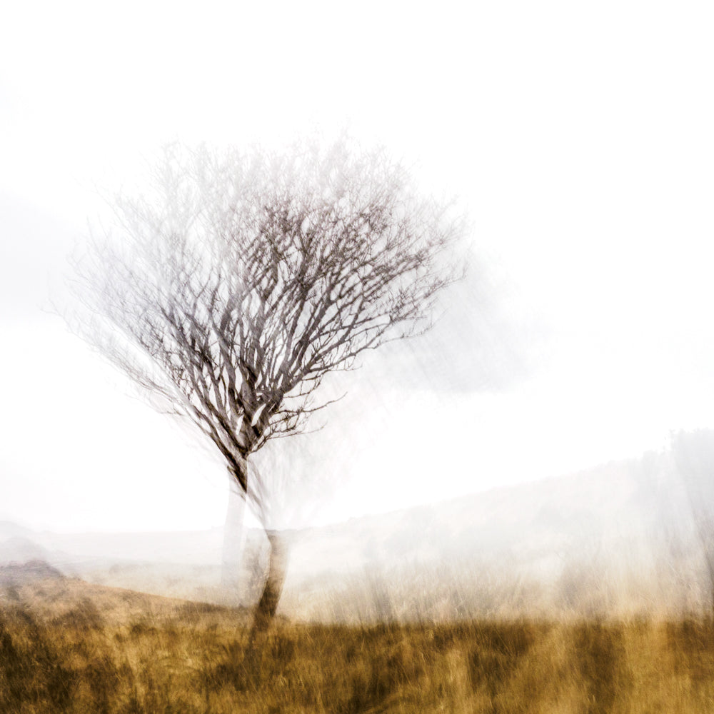 Lone Tree | Woodland | Limited Edition Fine Art Landscape Photography Print