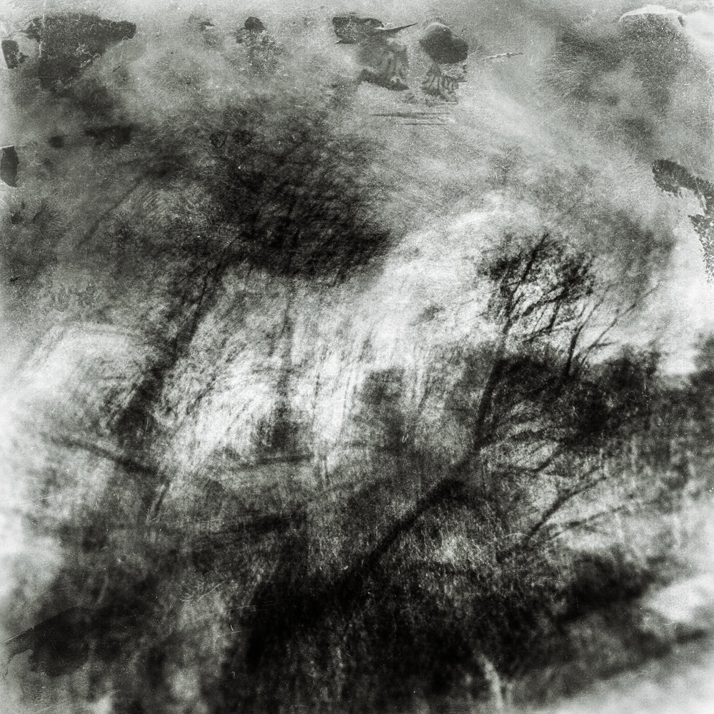 Woodland Impressions |Limited Edition Fine Art Photography Print