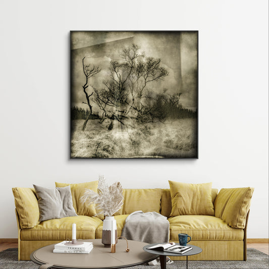 Bellever Woods | Dartmoor | Limited Edition Fine Art Landscape Photography Print