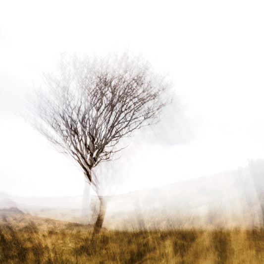 Lone Tree | Woodland | Limited Edition Fine Art Landscape Photography Print