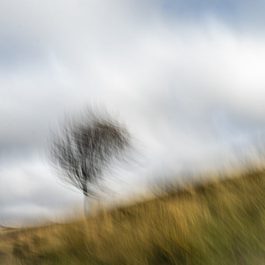 Dancing Tree | Woodland | Limited Edition Fine Art Landscape Photography Print