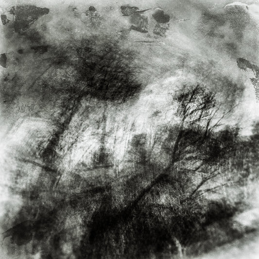 Woodland Impressions |Limited Edition Fine Art Photography Print